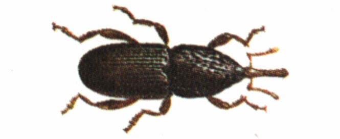 Kornkfer